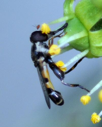 Réf. 308 233 : Syritta pipiens